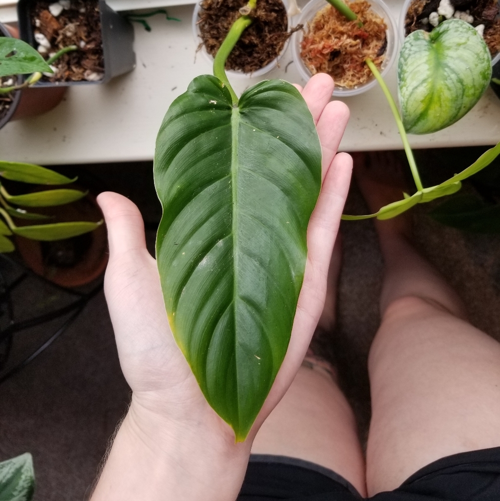Philodendron Angustialatum